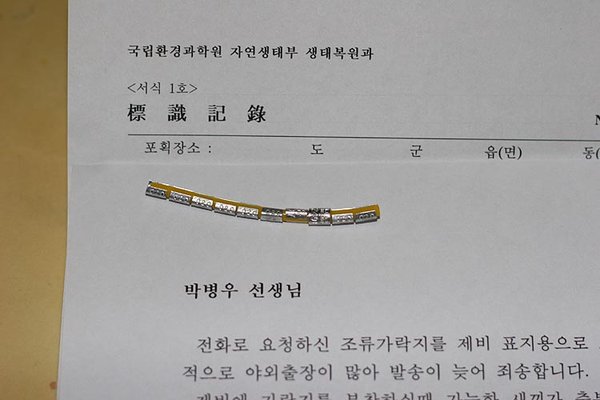 제비(4)