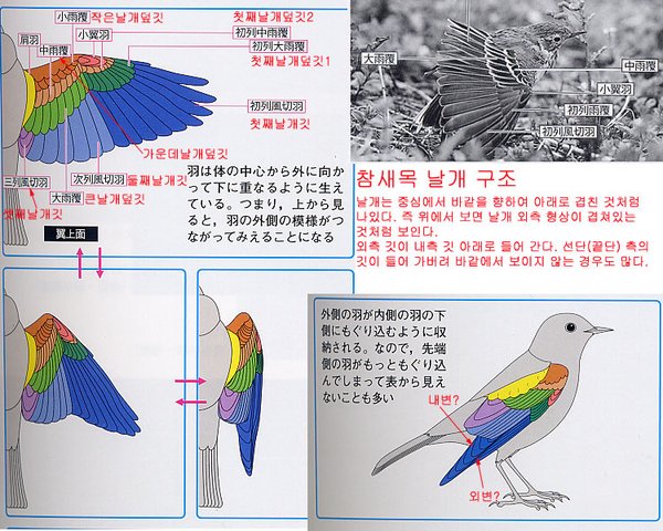 홍여새