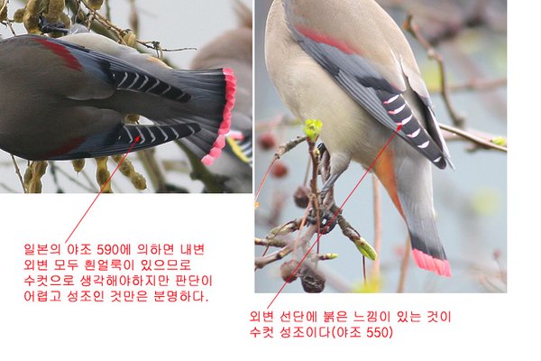 홍여새