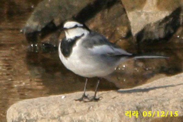 백할미새