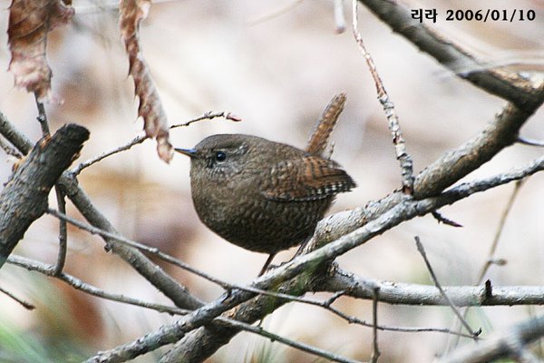 굴뚝새
