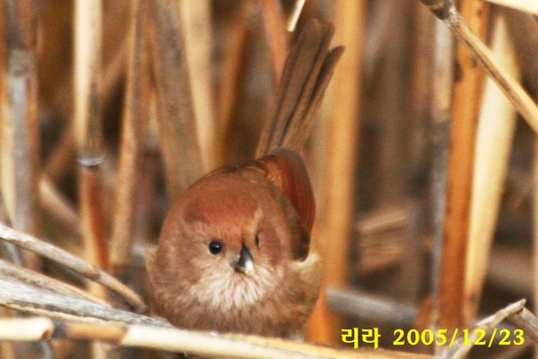 붉은머리오목눈이