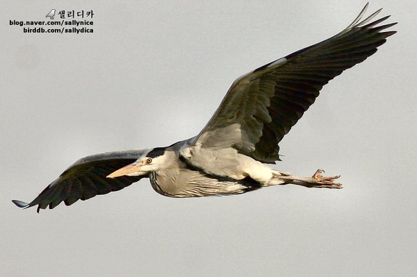 왜가리