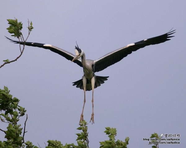 왜가리