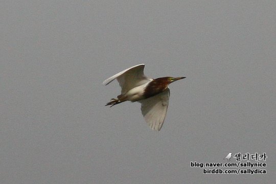 흰날개해오라기