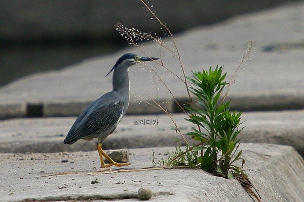 검은댕기해오라기