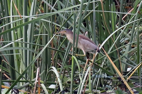 덤불해오라기