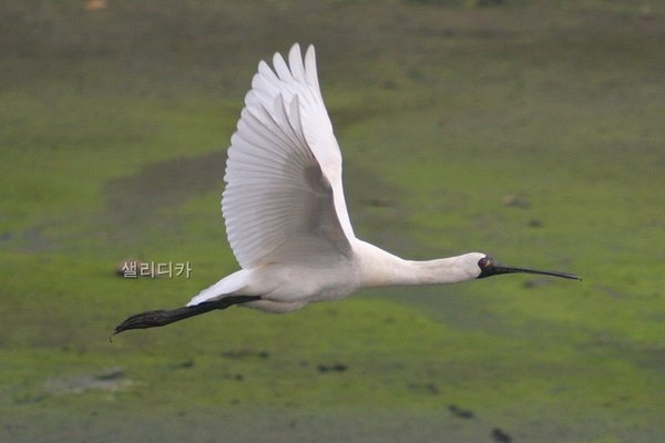 날으는 저어새