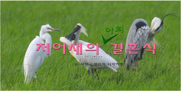 저어새의 야외 결혼식..^^