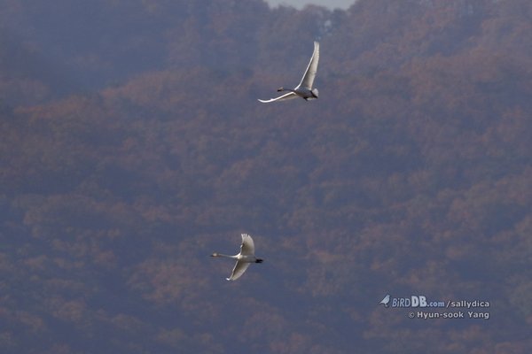 큰고니