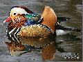 원앙(암,수)
