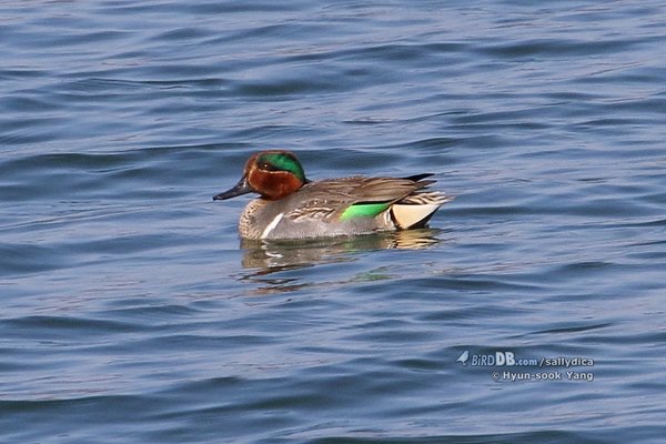 아메리카쇠오리 Green-winged Teal