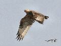 말똥가리 비행모습