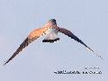 황조롱이(EURASIAN KESTREL?)