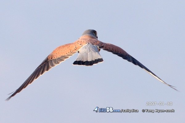 황조롱이(EURASIAN KESTREL?)