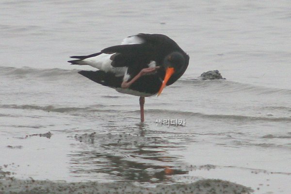 검은머리물떼새