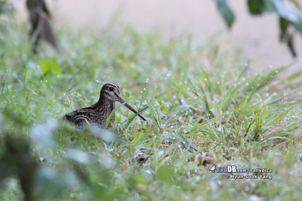 바늘꼬리도요