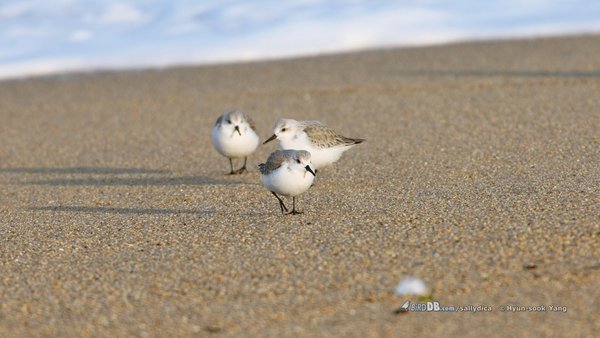 세가락도요