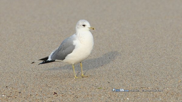 갈매기