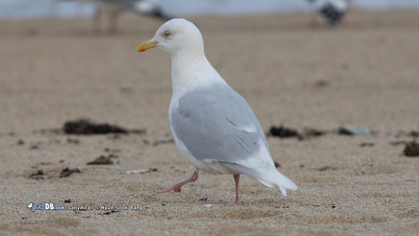 쇠흰갈매기(Larus hyperboreus barrovianus)