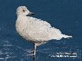 작은흰갈매기