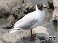 붉은부리갈매기
