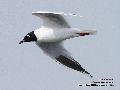 검은머리갈매기