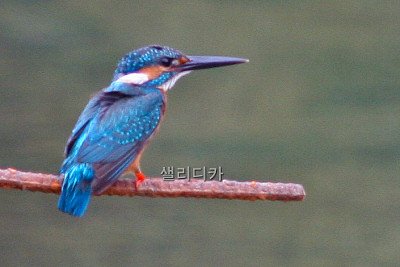 물총새