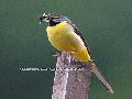 벌레잡은 노랑할미새