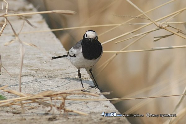 흰이마알락할미새(Motacilla alba personata)