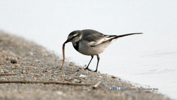 백할미새