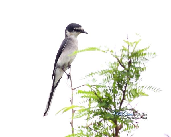 검은가슴할미새사촌 Ryukyu Minivet
