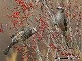 낙상홍열매먹는 직박구리