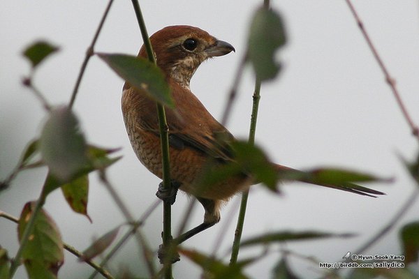 때까치