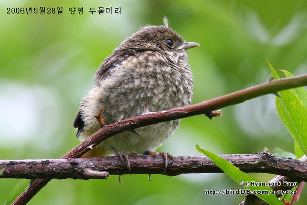 딱새 - 반가운소식