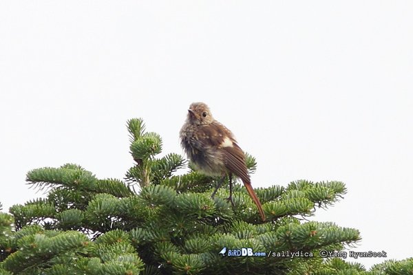 딱새