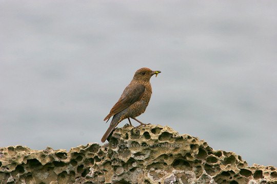 바다직박구리