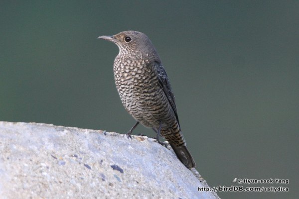 바다직박구리