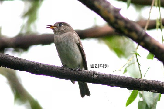 쇠솔딱새