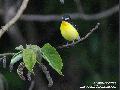 흰눈썹황금새(암,수)