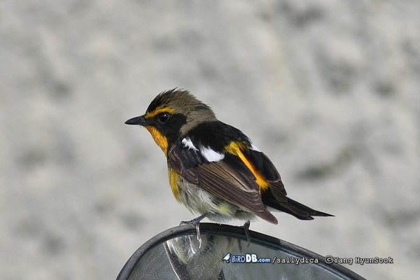 황금새
