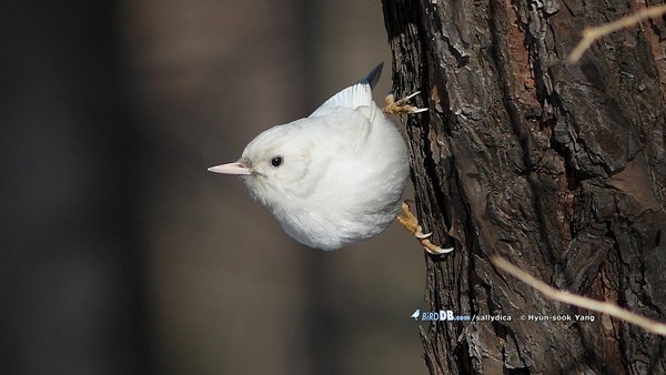 동고비
