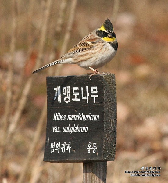 노랑턱멧새
