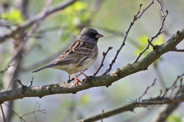 촉새