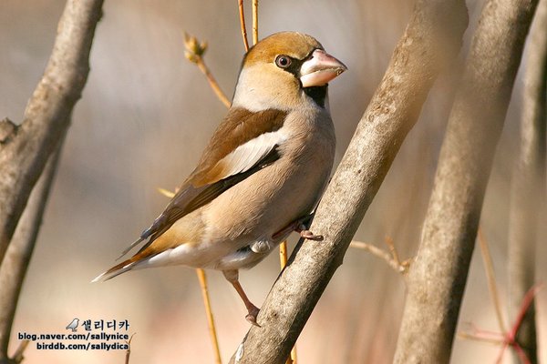 고궁에사는 콩새