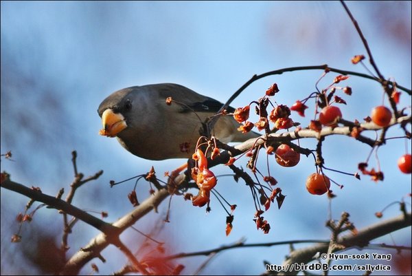 밀화부리