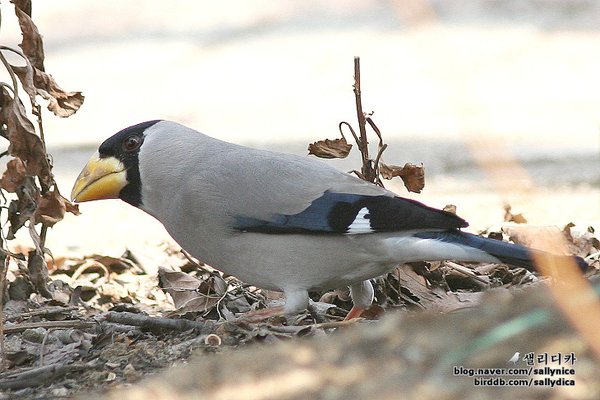 큰부리밀화부리