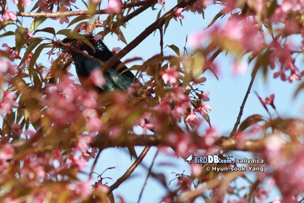 바람까마귀