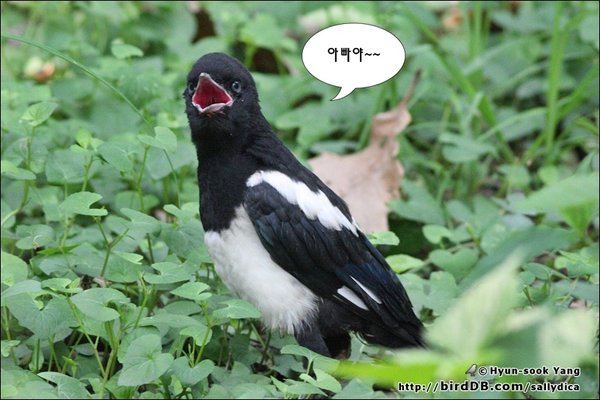 까치(유조)