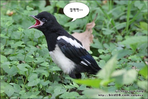 까치(유조)